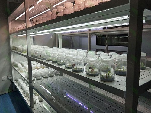 龙里植物组织培养实验室设计建设方案